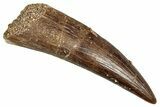 Fossil Plesiosaur (Zarafasaura) Tooth - Morocco #344250-1